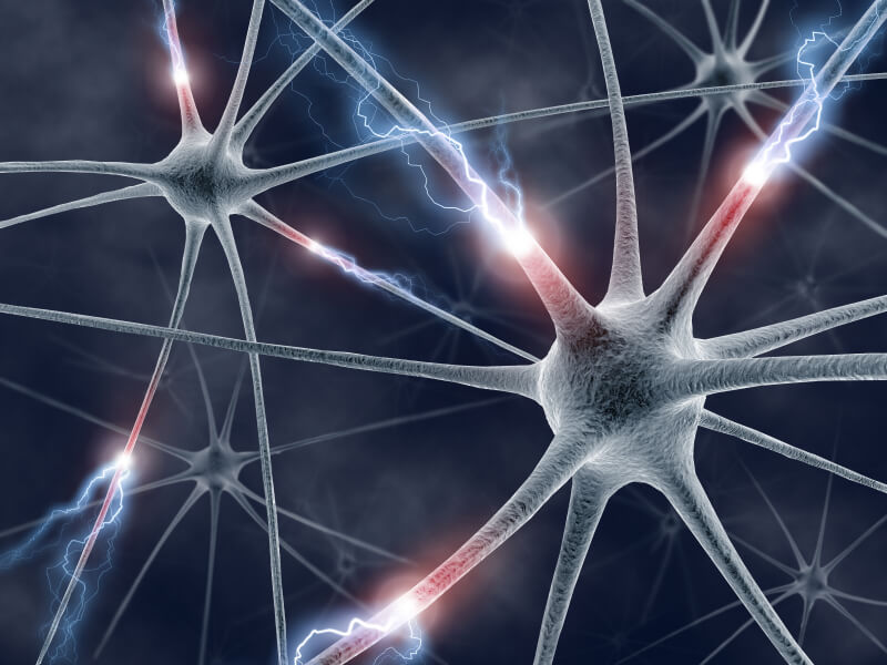 脳内の神経回路のイメージ