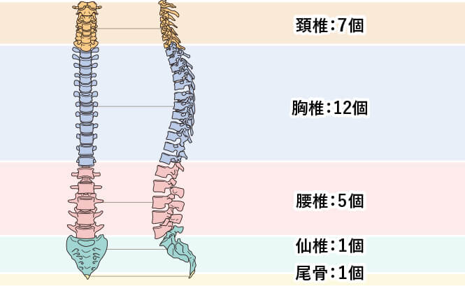 脊柱管狭窄症患者さんに大切な「腰椎の前弯」