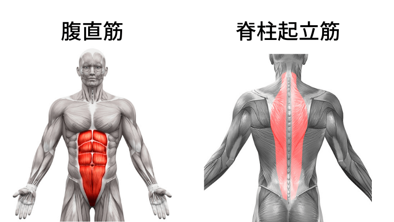 腹直筋と脊柱起立筋のイメージ
