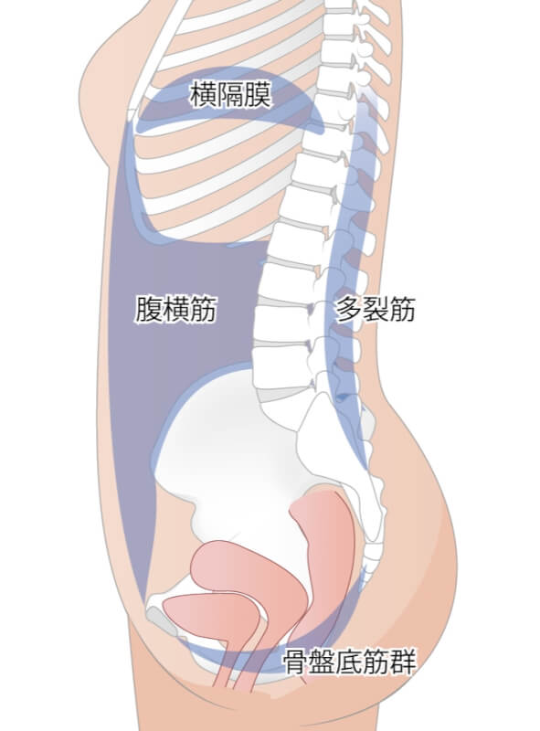 ローカルマッスル（腹横筋、横隔膜、多裂筋、骨盤底筋）