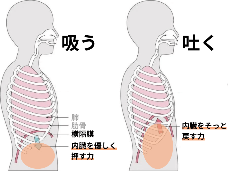 呼吸によって横隔膜が収縮して内臓をマッサージするイメージ