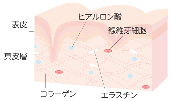 線維芽細胞、ヒアルロン酸、コラーゲン、エラスチン、美肌効果のイメージ